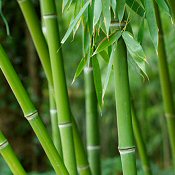 Specialty Flooring Poconos, Pa. The Floor Authority